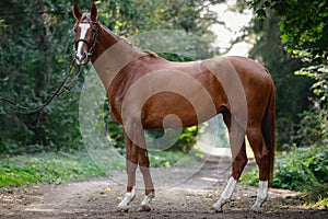 Young chestnut trakehner mare horse with white line on face and white legs photo