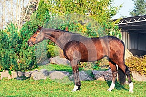 Exterior of sportive warmblood horse posing in nice place