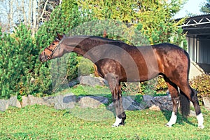 Exterior of sportive warmblood horse posing in nice place