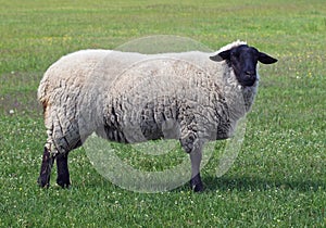 Exterior of suffolk sheep photo