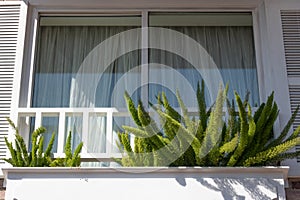 Exterior sunny white shuttered window with green ferns in window box