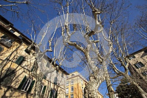 Exterior of typical Italian buildings in on Piazza Napoleone. Lucca, Tuscany, Italy