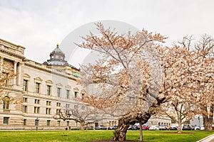 Exterior view of the Library of Congress with cherry tree blossom