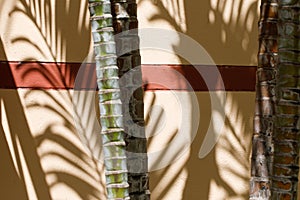 Exterior View of Tropical villa, modern architecture, and tropical plants.