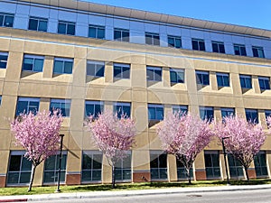 Exterior view of a typical multi story office building with flowering pink cherry trees