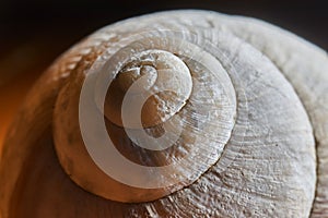 Exterior view of a weathered snail housing with lateral incidence of light and limited depth of focus