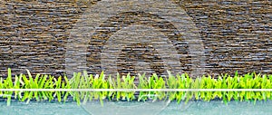 Exterior wall of modern beautiful building, brick wall with little green tree and its reflection on water.