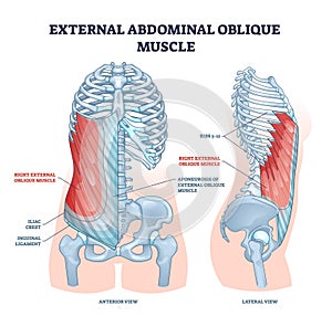 External abdominal oblique muscle with human ribcage bones outline diagram