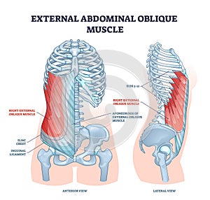 External abdominal oblique muscle with human ribcage bones outline diagram photo