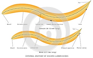 External anatomy of Ascaris Lumbricoides