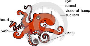 External anatomy of cephalopod mollusc.