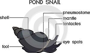 External anatomy of common air-breathing freshwater snail.