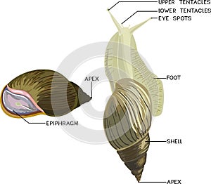 External anatomy of common air-breathing land snail. Structure of Giant African land snail for biology lessons