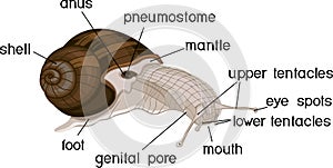 External anatomy of common air-breathing land snail. Structure of Roman snail Helix pomatia