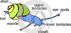 External anatomy of common air-breathing land snail. Structure of White-lipped snail (Cepaea hortensis)