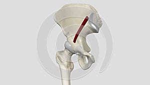 The external iliac artery provides the main blood supply to the legs.