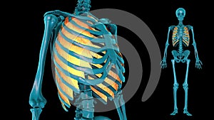 External intercostal muscle - 3D model