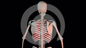 External intercostal muscles full rotation loop