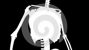 External intercostal muscles on skeleton