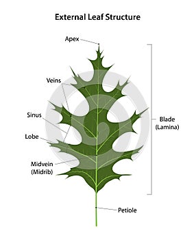 External leaf (Swamp Oak) structure.