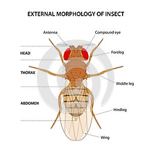 External morphology of insect (fruit fly)