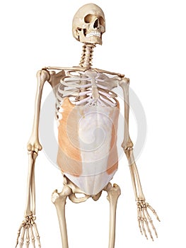 The external oblique