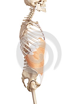 The external oblique