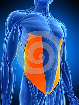 The external oblique