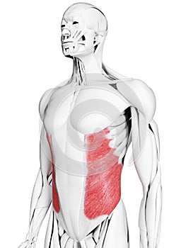 The external oblique muscle