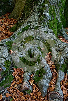External roots of a centuries old Beech