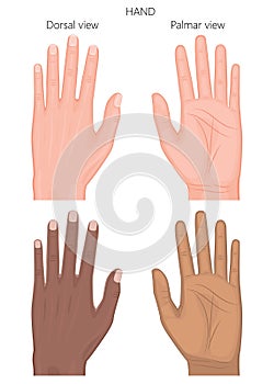 External and sleketal wiew of hand_European and African American