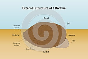 External structure of a Bivalve