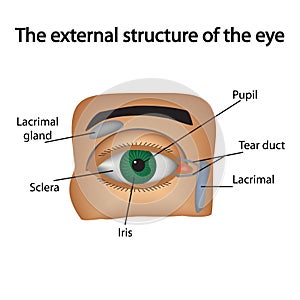 The external structure of the eye. Vector photo