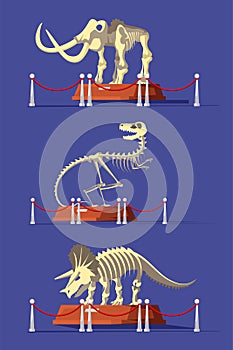 Extinct animals bones vector illustrations set