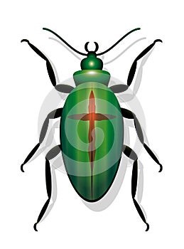 Extinct Beetle Symbol For Extinction Of Species
