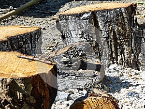 An extinct bonfire. Burnt logs