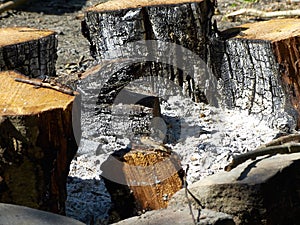 An extinct bonfire. Burnt logs