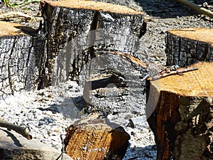 An extinct bonfire. Burnt logs