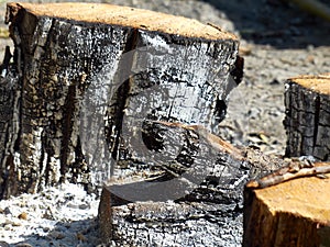 An extinct bonfire. Burnt logs