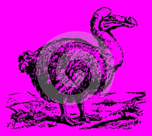 Extinct dodo raphus cucullatus standing in a landscape