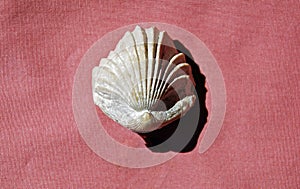 Extinct fossil Brachiopod Rhynchonella uta.