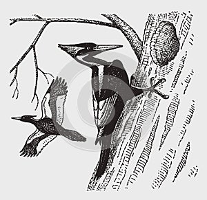 Extinct ivory-billed woodpecker campephilus principalis excavating a hole in a tree trunk