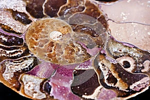 Extinct marine invertebrate, ammonite