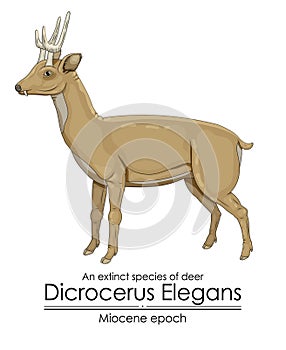 An extinct species of deer Dicrocerus Elegans