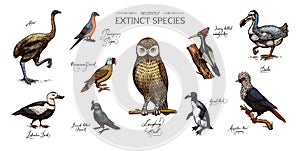 Extinct species. Wild mammal animals and birds.Dodo. Moa Passenger pigeon Great auk. Penguin. Mascarene parrot. Labrador