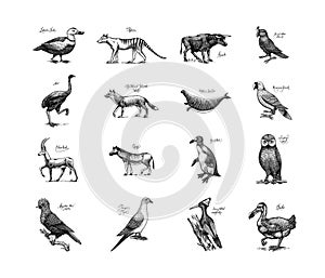 Extinct species. Wild mammal animals and birds. Dodo, Moa, Tasmanian wolf, Quagga. Aurochs. Blue antelope. Hand drawn