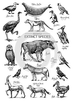 Extinct species. Wild mammal animals and birds. Dodo, Moa, Tasmanian wolf, Quagga. Aurochs. Blue antelope. Hand drawn