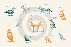 Extinct species. Wild mammal animals and birds. Dodo, Moa, Tasmanian wolf, Quagga. Aurochs. Blue antelope. Hand drawn