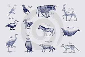 Extinct species. Wild mammal animals and birds. Dodo, Moa, Tasmanian wolf, Quagga. Aurochs. Blue antelope. Hand drawn