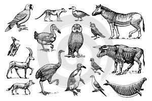 Extinct species. Wild mammal animals and birds. Dodo, Moa, Tasmanian wolf, Quagga. Aurochs. Blue antelope. Hand drawn